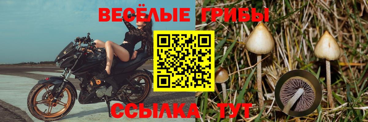 Наро-Фоминск  Псилоцибиновые грибы GOLDEN TEACHER  Вход с VPN 